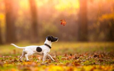 犬の名前の呼び方