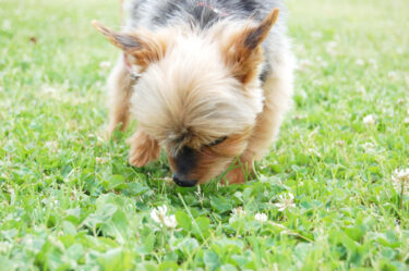 犬のノーズワークでの知能開発